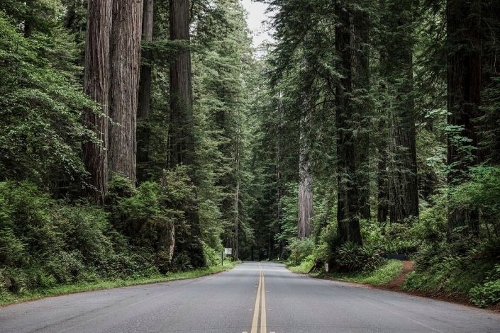 Redwood National and State Park